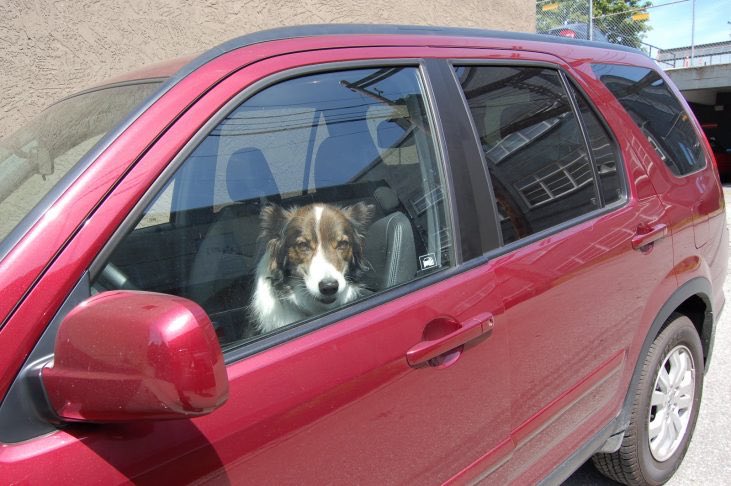 PSA, it’s 94 fucking degrees outside. Don’t be the irresponsible cunt that leaves your dog in the car in this heat. #hot #summer #irresponsible #idiots #brokenwindow