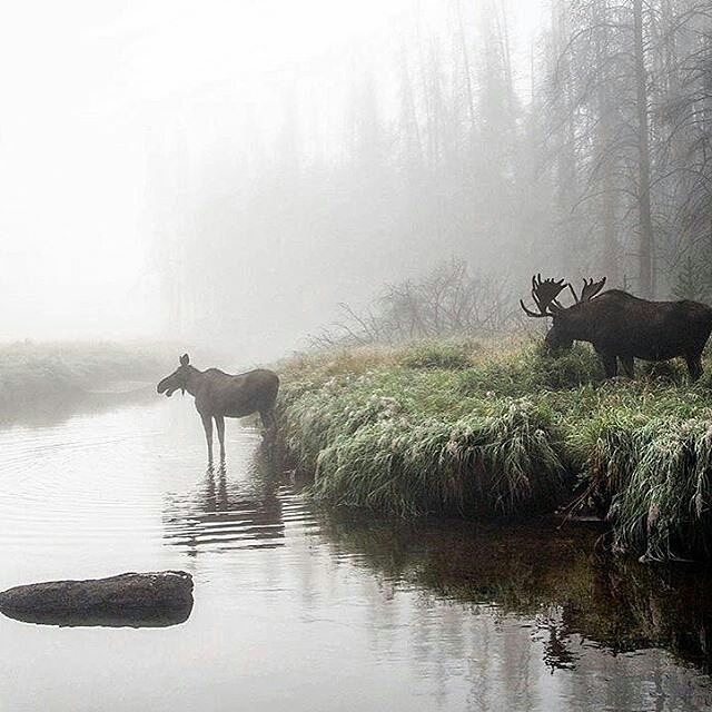 @thedailyhike ....A thirsty couple on a foggy morning in Rocky Mountain National Park  📷@thedailyhike
👉 Tag your mate....
.
.
#campinglove #campingweekend #campingwithdogs #adventures #woods #wanderfolk #campinghiking #exploretocreate #wildlife #imagesofcanada