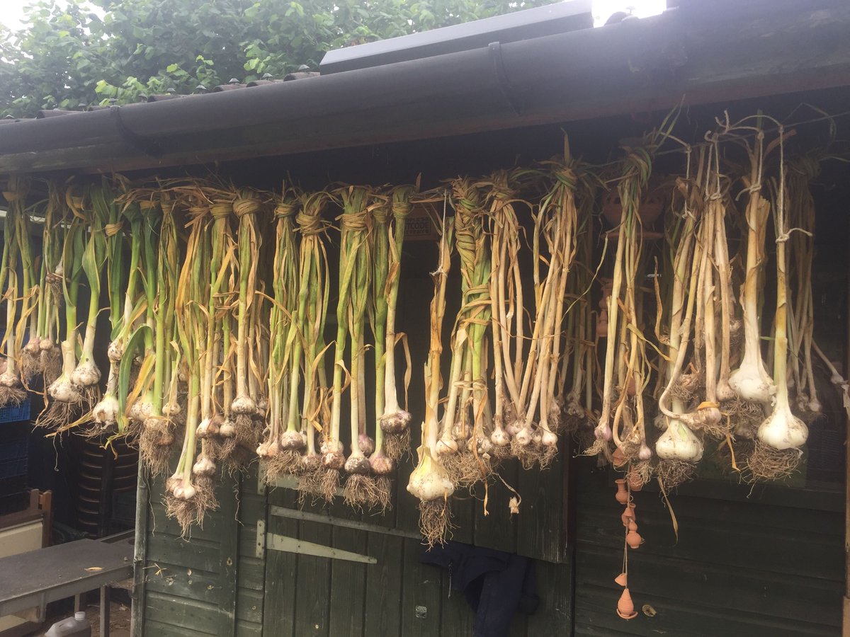 The garlic is all up! We grow these heritage purple varieties. They play a major role in our therapeutic landscape. Planted in midwinter by students with learning disabilities, crucial companions to other crops, harvested with mental health clients. Sold <a href="/FloRoadMarket/">Florence Road Market</a> tomorrow.