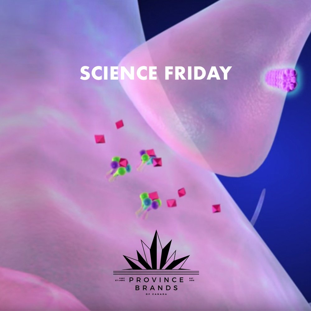 #ScienceFriday Why does cannabis make everything funnier?

Watch the video below to learn more about the mechanisms in your brain chemistry that allow cannabis to make everything feel funnier. 

Watch: bit.ly/30eUIEb