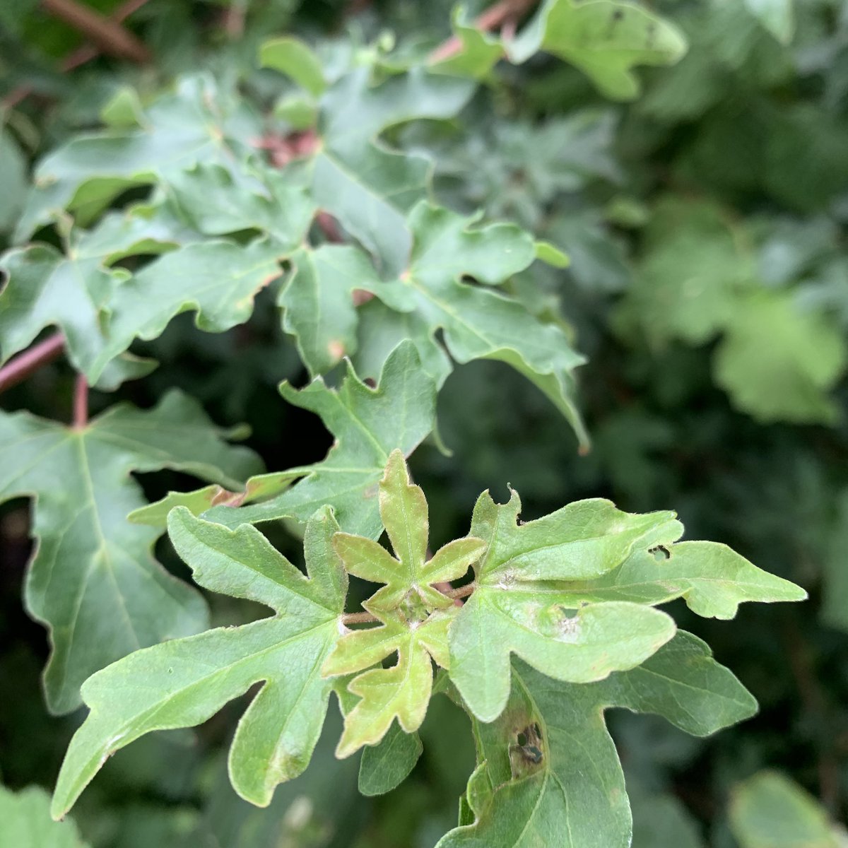 MBrandon_GD's tweet photo. Forest textures 💚🌳
#theForestWillSeeYouNow 
#greenprescription 
#connection 
#RHSHampton https://t.co/E6OHUoUOXB