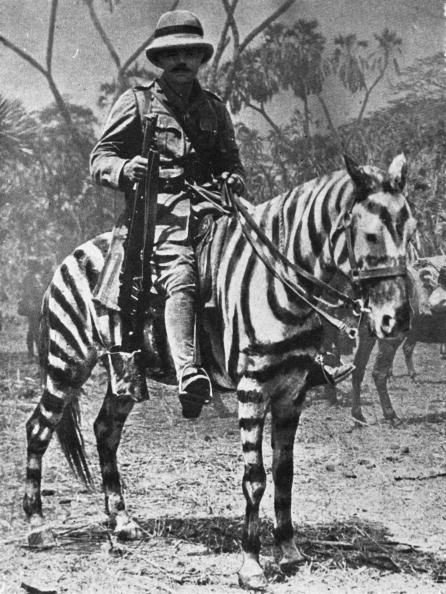 C_VargasHarle's tweet photo. Drôle de monture! Les allemands tentent eux, d'utiliser des zèbres pendant la #GrandeGuerre lors de leurs campagnes africaines car les chevaux souffrent de la "malade du sommeil" due aux piqûres d'insectes. Sans réel succès, à cause de leur faiblesse de l'arrière trait https://t.co/SaMPN9PR2t