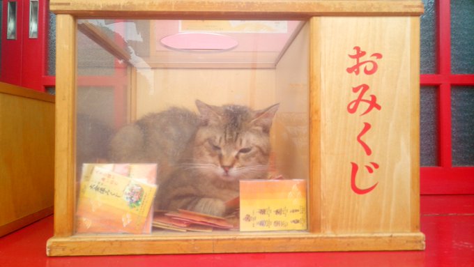 寺の自由すぎるネコ おみくじ箱に入り込む姿に なで放題おみくじとか最高 ちゅーるで引きだせますか ねとらぼ