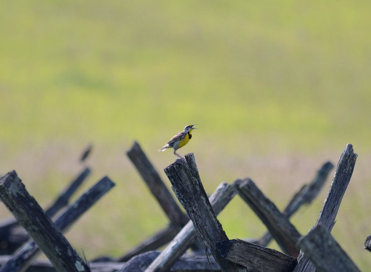 This #EasternMeadowlark was not singing; it was baking (like we were).  OMG was it HOT out in the fields this afternoon! 🥵☀️