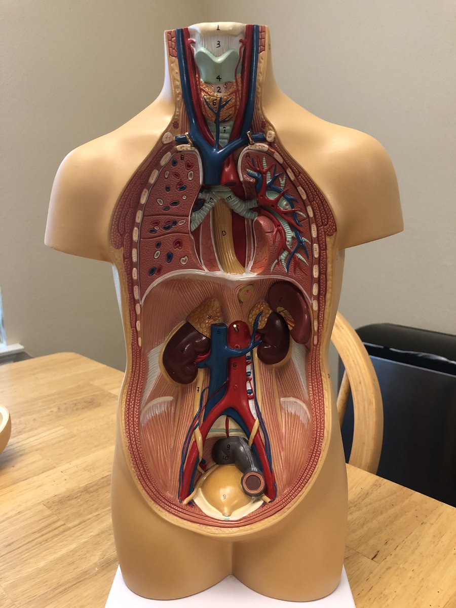 toddagan's tweet photo. Fun new toy for my next anatomy workshop. #medicalinterpreter #interpretereducation https://t.co/z9YHSU6vqF