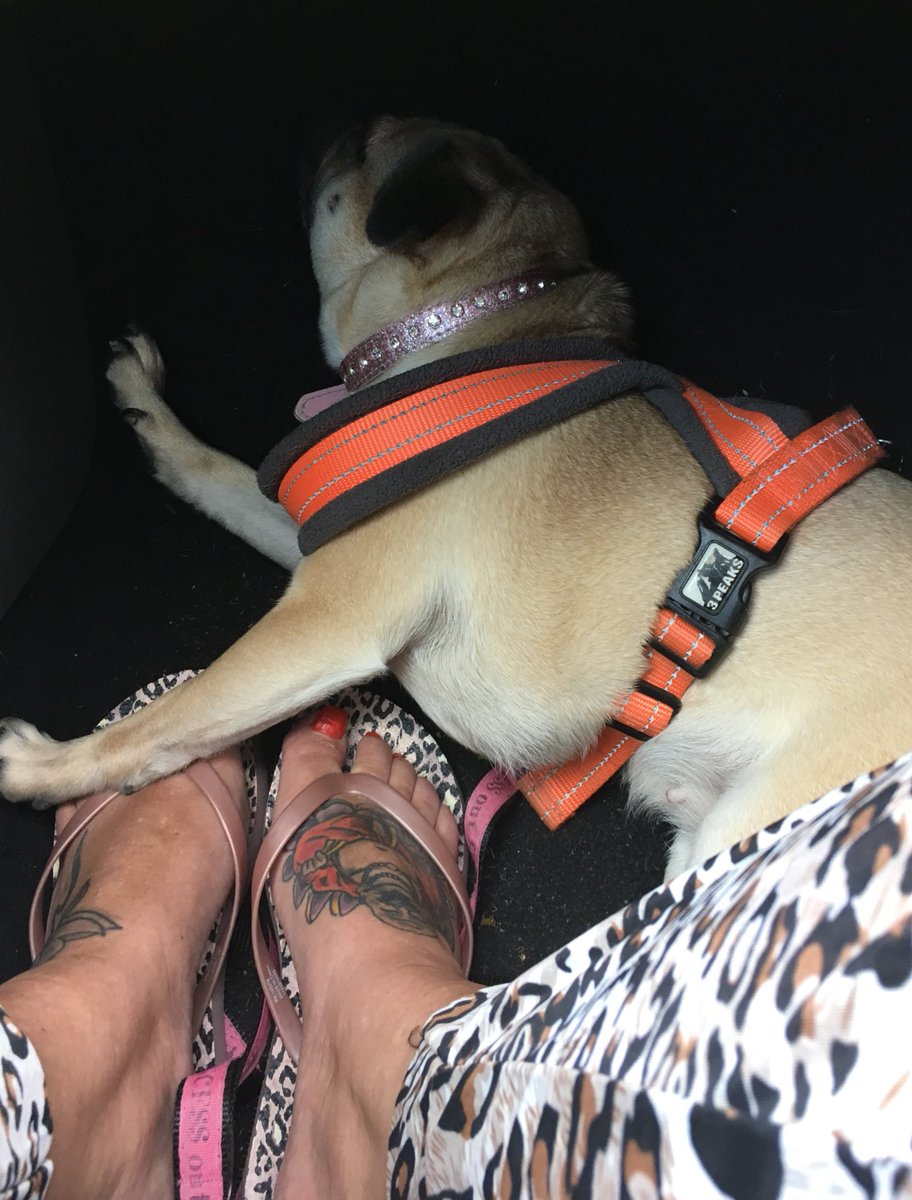 sarahcascarino's tweet photo. Exhausted after her long walk and steak lunch.
#footwell #wetherby https://t.co/BNM636O5B2