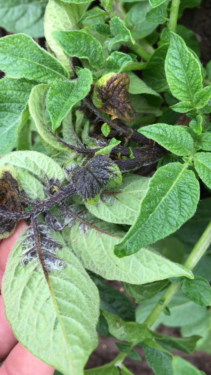 New genotype map on AHDB Fight Against Blight site today. Aggressive 36_A2 clearly dominating in East Anglia and should be taken seriously by Agronomists who ignore its shift in sensitivity to certain fungicide modes of action at their peril!