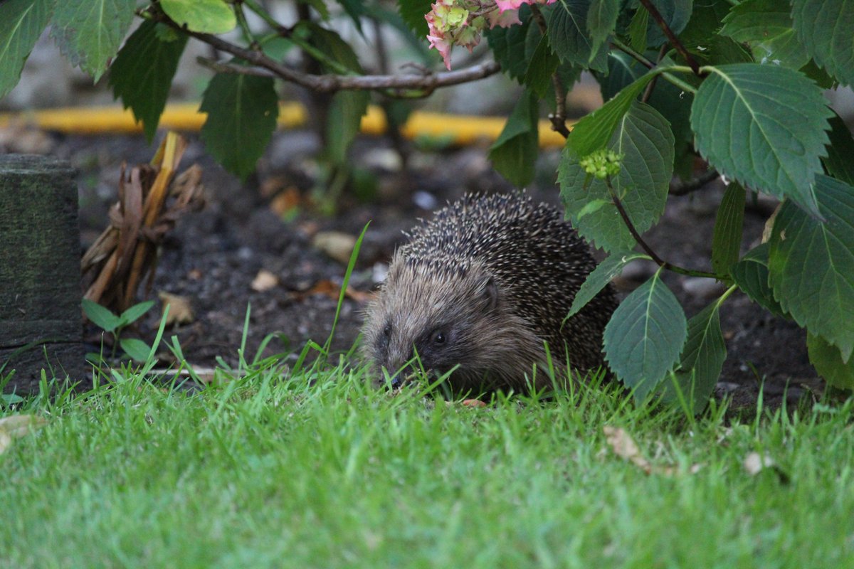Duttons4Buttons's tweet image. Got back in time to give Ferdy some tea before he goes off for a wander. Stella seems quite happy to see him and share her biscuits with him ❤️ #hedgehogs #HedgehogsOfTwitter