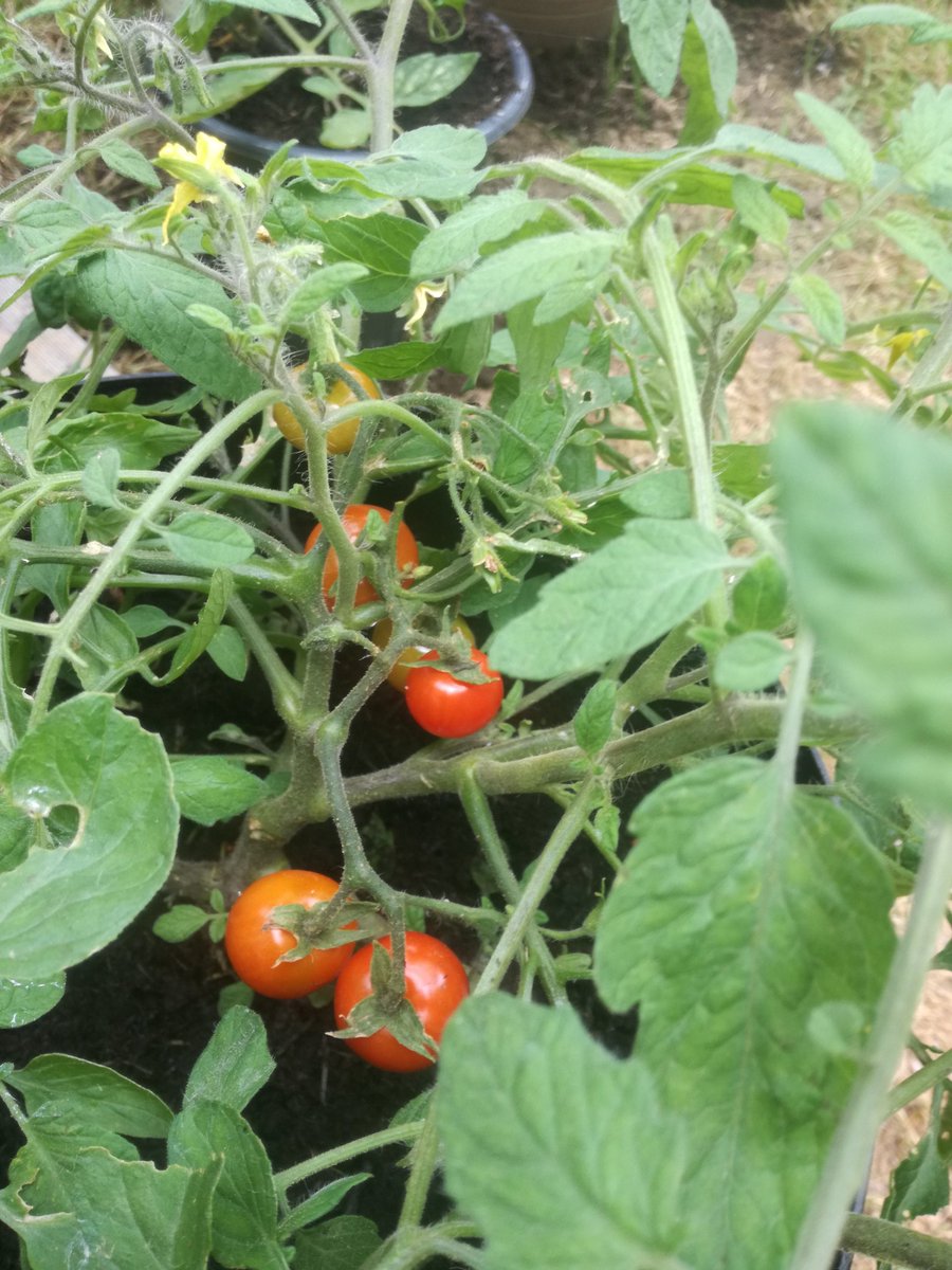 GardeningLm's tweet photo. A few of the tomatoes growing in the #community_gardens @IslingtonLife @SunnysideN19 @RHSSchools #Educating_kids πππ #GYO #tumbling_tom #bloody_butcher ππ
https://t.co/zYyvGn5K7d