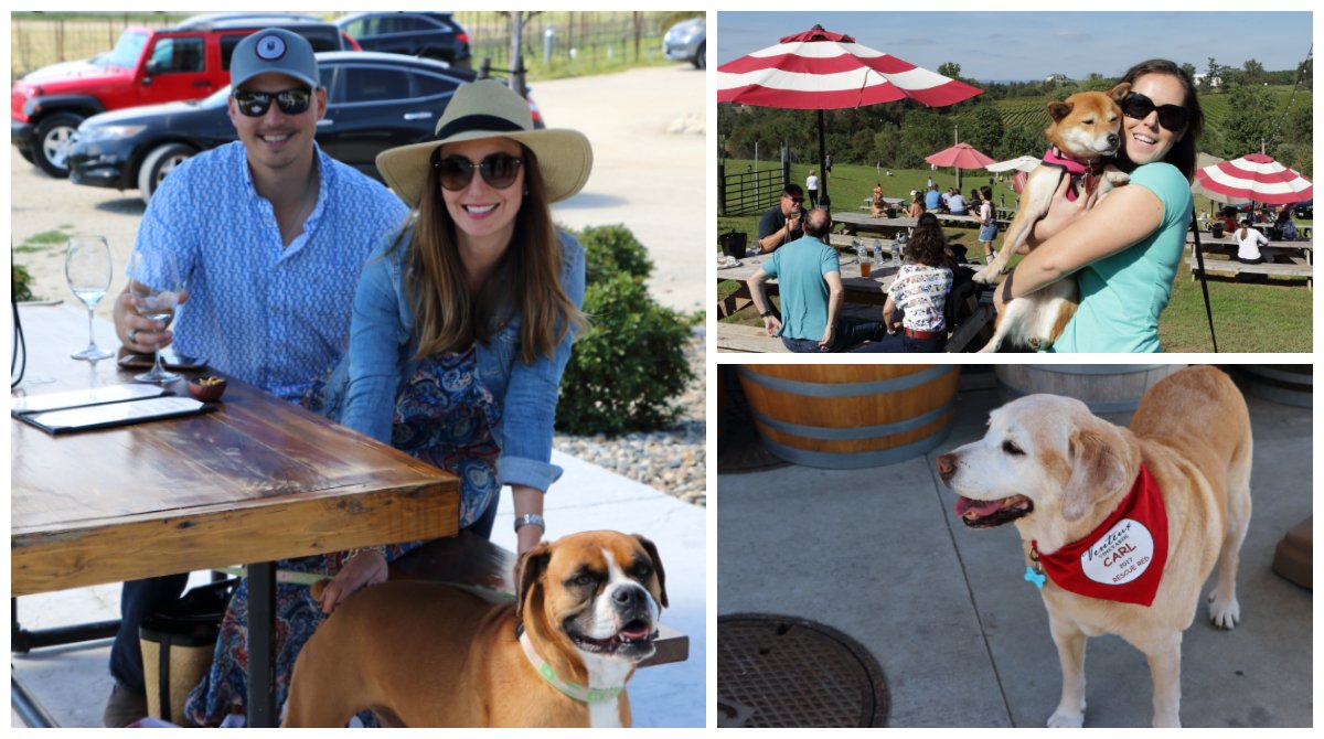PHOTO CONTEST!!! Do you have a great photo of your dog, and/or you and your dog at a winery? Share it with us! We will select our favorite photo (from all photos submitted each month) and the winner will get a FREE gift!!!! corkhounds.com/#photocontest