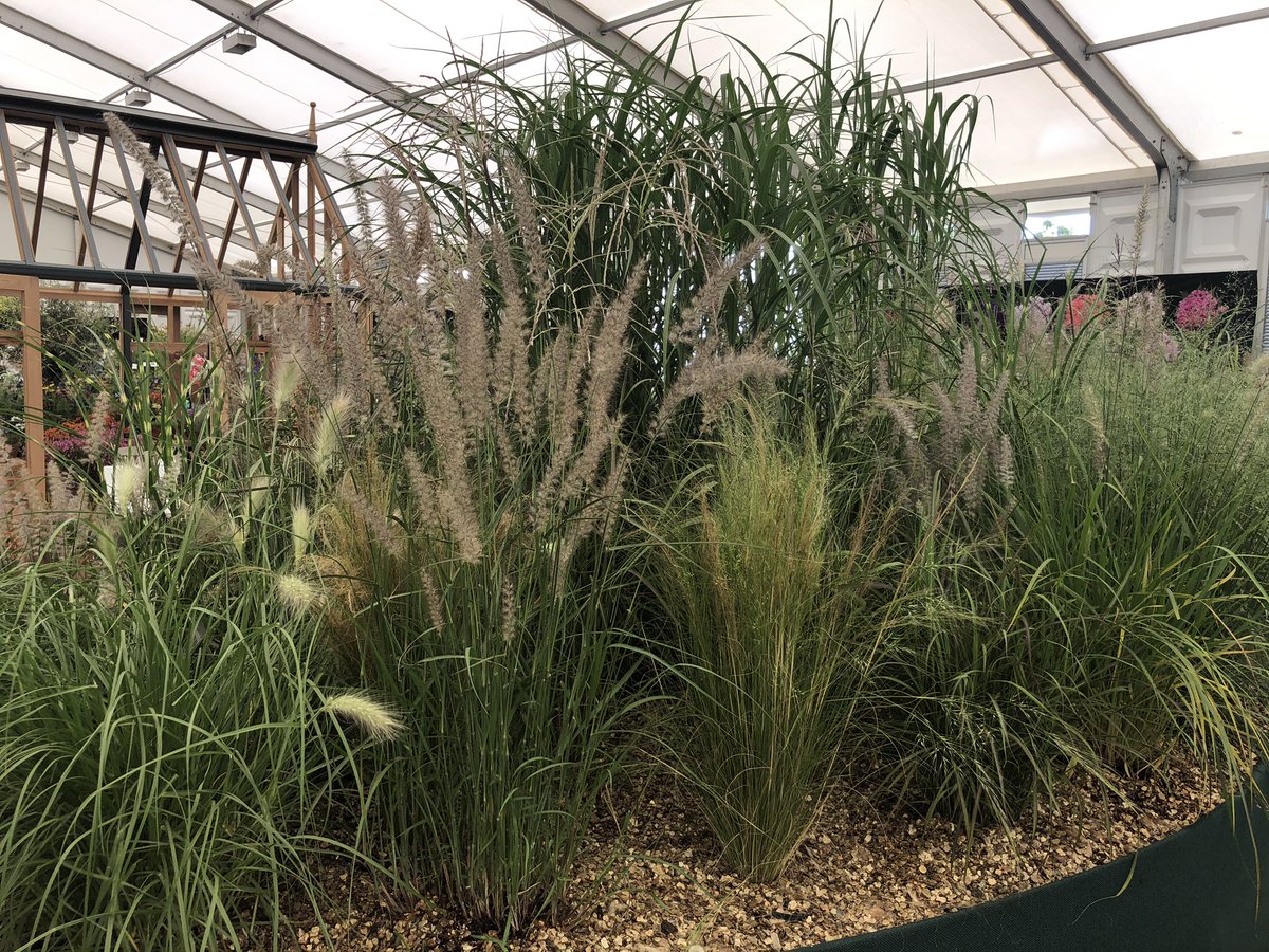 Beautiful display of ornamental grasses by <a href="/MNursery/">Meadowgate Nursery</a>  #RHSHampton
