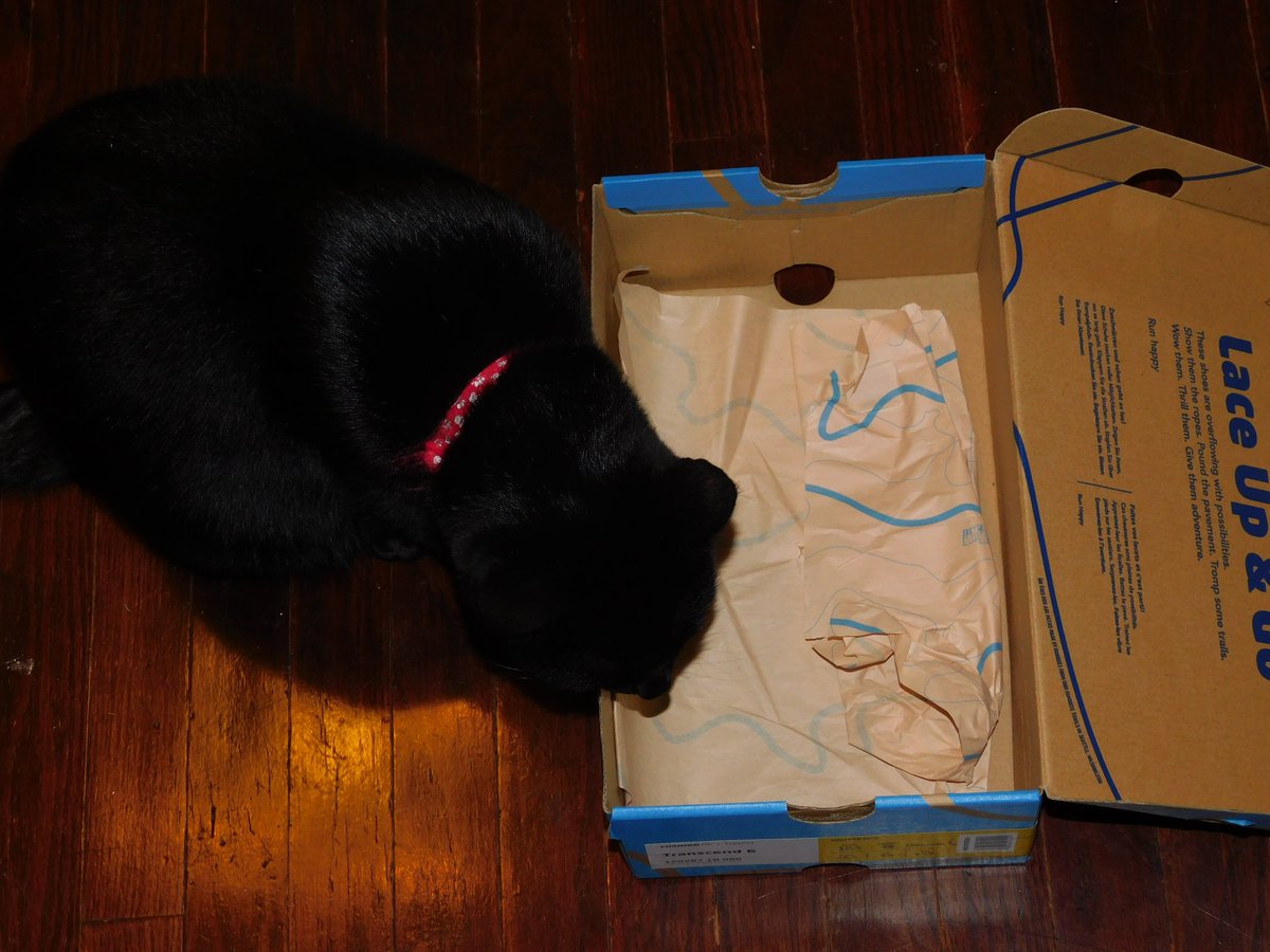 DoubleT65897624's tweet photo. Shadow doesn't seem convinced that Houdini has the right idea!  LOL  

#BlackCats #BlackCatsComics #CatInBoxes 
@hotrod_mom https://t.co/71wh7X0XTh
