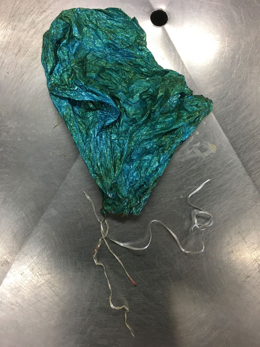FarmersWeekly's tweet image. This "party' helium balloon caused the suffocation death of a bullock. RT if you think these balloons &amp;amp; sky lanterns should be banned. buff.ly/2YD3CuY #animalwelfare #LoveYourCountryside #livestock