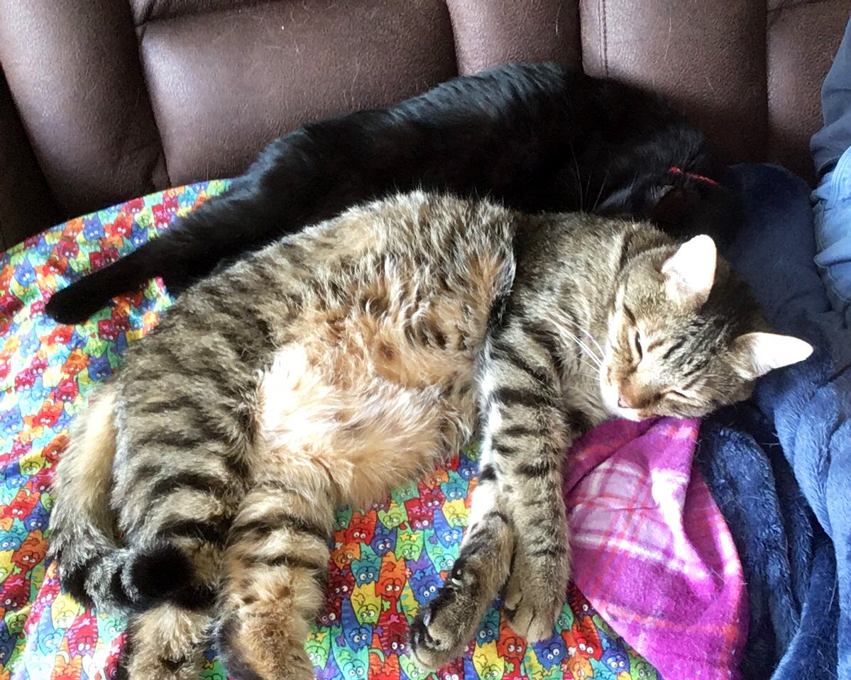 LuckyDaPuppyCat's tweet photo. Gotta have 2 to start a #cuddlepile. Anyone want to join us? We have a nice warm Teddy #belleh for #JellyBellyFriday and all kinds of #famousfootsfriday paw work here ๐ธ @KhanCats @NotEdelweiss @BitchestheCat https://t.co/hpJ0pvuE8w