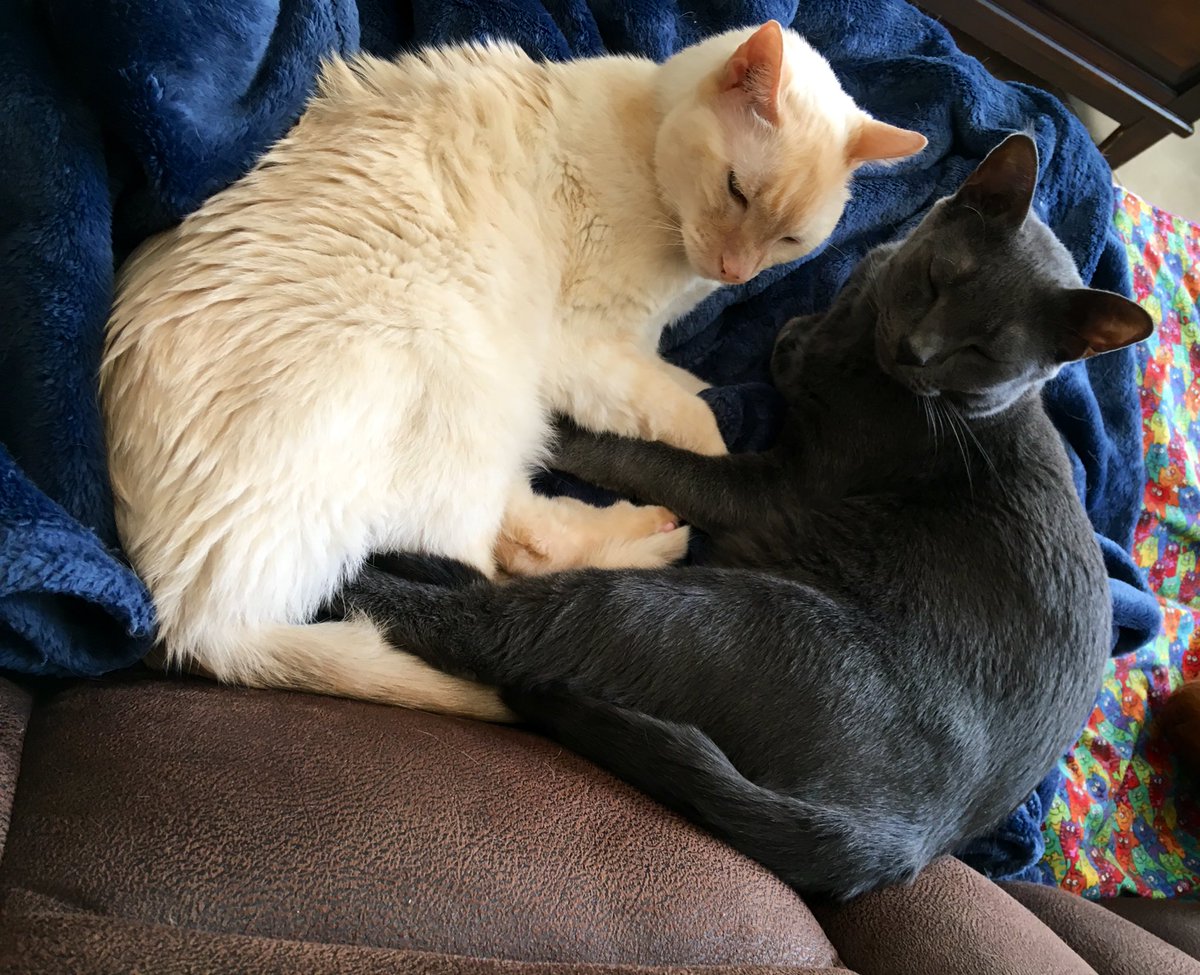 LuckyDaPuppyCat's tweet photo. Gotta have 2 to start a #cuddlepile. Anyone want to join us? We have a nice warm Teddy #belleh for #JellyBellyFriday and all kinds of #famousfootsfriday paw work here ๐ธ @KhanCats @NotEdelweiss @BitchestheCat https://t.co/hpJ0pvuE8w