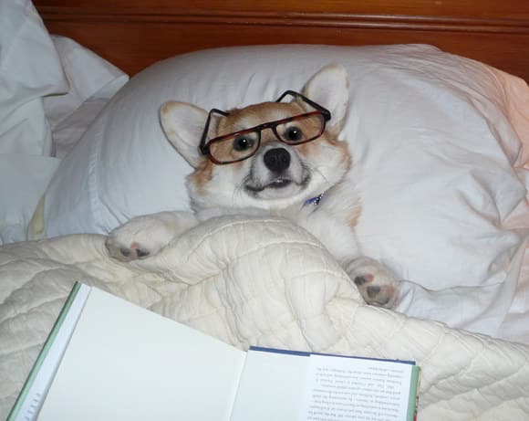 Doggie Fun Fact - 30. Dogs can recognize more than 150 words.

#dogs #cats <a href="/STESA_org/">STESA.org</a> #service animals <a href="/STESAofNV/">STESA.org of NV</a> <a href="/STESAofCA/">STESA.org of CA</a>
