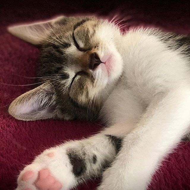 Paula wünscht eine geruhsame Nacht und einen guten Start ins Wochenende 🐈🐱🐾 instagram.com/p/BzjFMbkocO2/