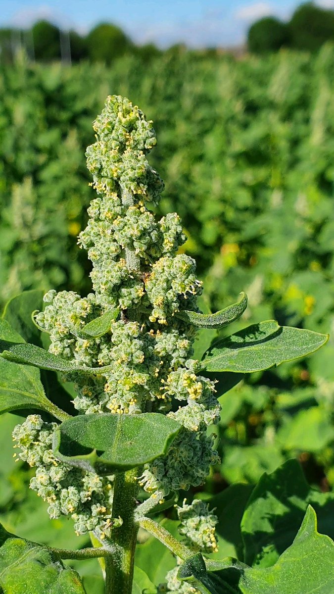 Dutch Quinoa Group tweet media