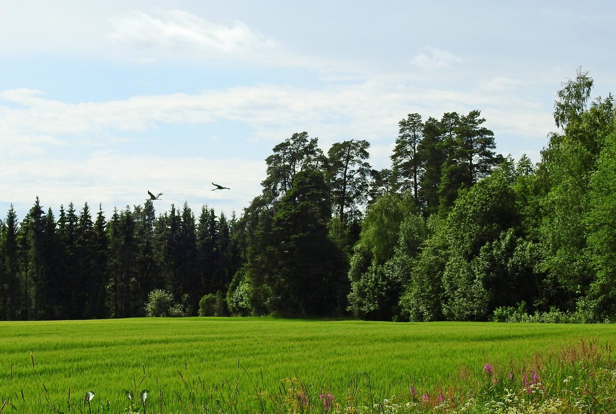 RitvaSavolaine1's tweet photo. Rypsipellon laidalta #rypsipelto #sääksmäki #finnishnature https://t.co/NRx1qanEwZ