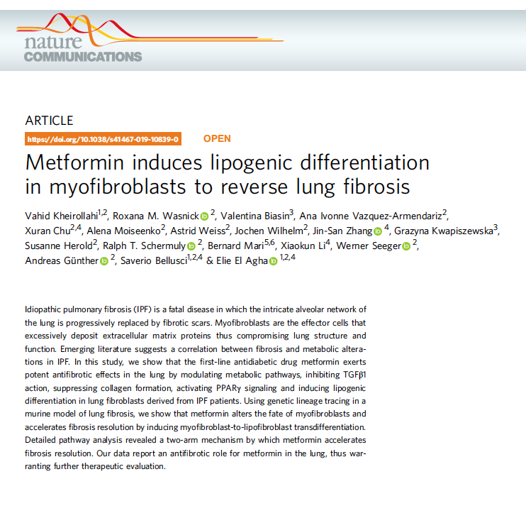 IPFdoc's tweet photo. Fab paper out from Elie El Agha group. My scepticism about metformin being persistently eroded by excellent work like this. Maybe it is time 2 think about a trial?
Wonderful2 meet authors of this paper on their day of celebration today at the Max Plank retreat. #academicbliss https://t.co/q6cqDiWa0g