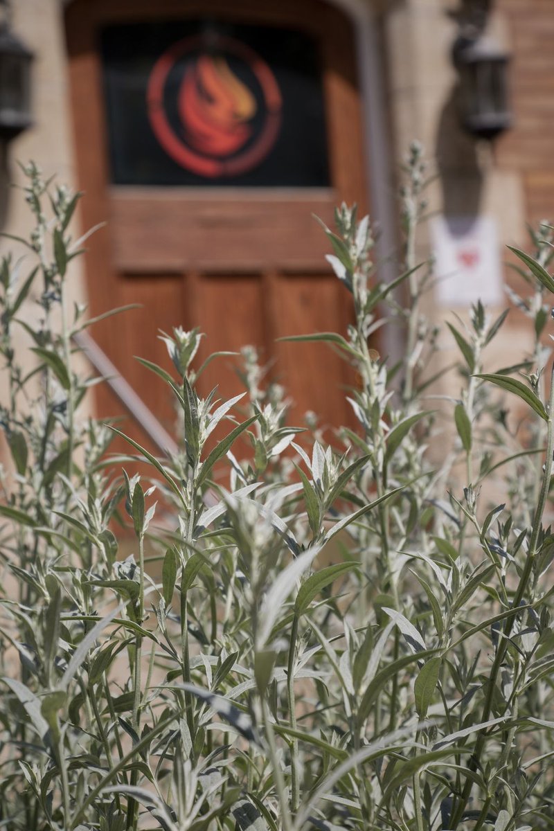 NCTR_UM's tweet photo. The sage growing next to our Turtle. Have a great weekend. #TruthB4 #Reconciliation https://t.co/1684n2frJe https://t.co/8V4Qk4su1K
