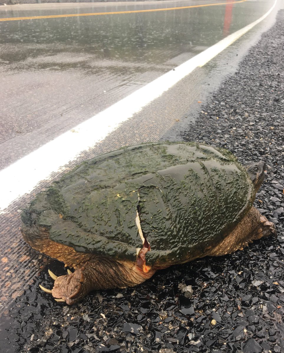 TINationalPark's tweet photo. This time of year, turtles 🐢 are actively crossing roads looking to lay eggs on the soft shoulders.  We helped to save this snapping turtle who was unfortunately hit by a car at Jones Creek. 

Please brake for turtles and help protect our #SpeciesAtRisk 🚗 https://t.co/9SjO9v9j2c