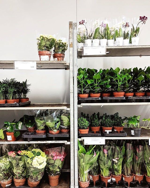 62ndBeauty's tweet photo. Plant goals 🌿🌱💯 at @ikeauk
.
.
.
.
.
.  #allnatureshots #artofvisuals #awesomeearth #earth_deluxe #earthfocus #earthofficial #nature #nature_brilliance #nature_hub #nature_obsession #nature_perfection #nature_seekers #nature_wizards #natureaddict #na… https://t.co/kP8KMKnJwr https://t.co/5lVSSRJZRR