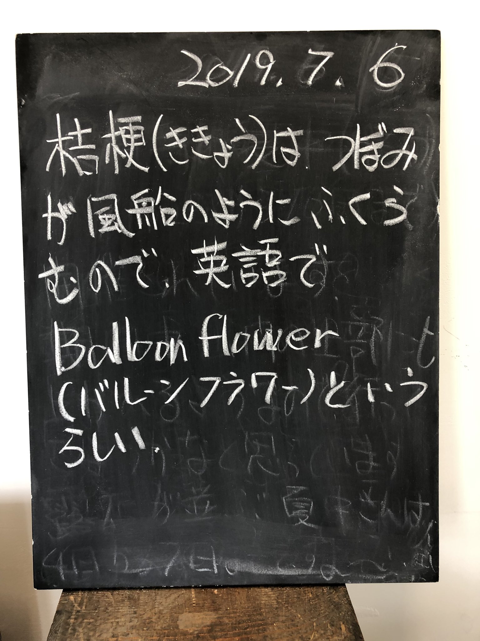 アラ還実験室 渡邊嘉久 桔梗 ききょう はつぼみが風船のようにふくらむので 英語でballoon Flower バルーンフラワー というらしい 黒板同盟 桔梗 バルーンフラワー T Co T1svs6xupr Twitter