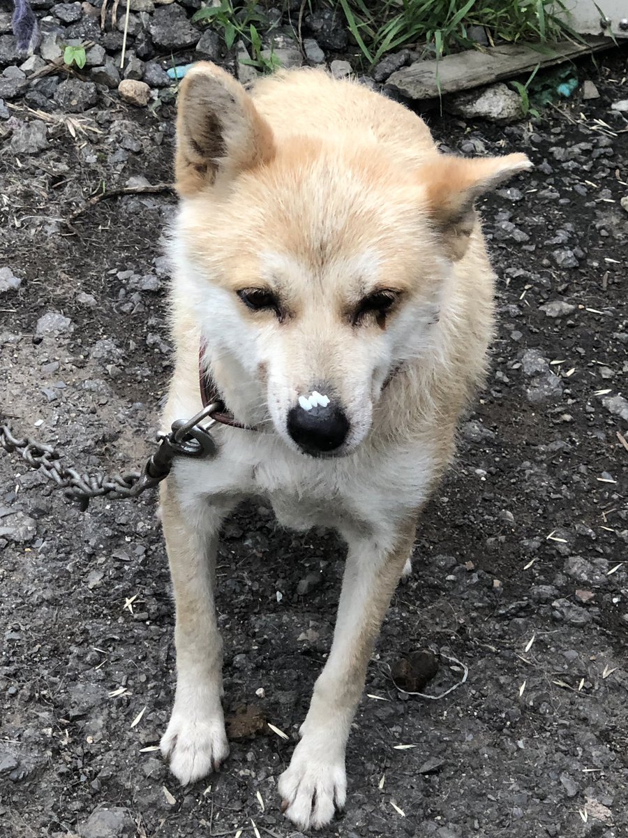 ぜいたく面白い 画像 犬 最高の動物画像