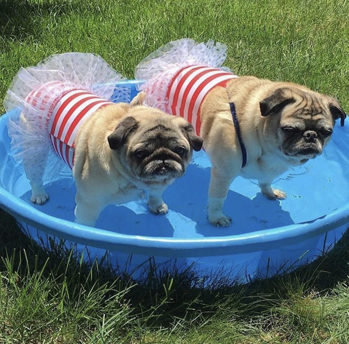 Pugdashians's tweet photo. They say size doesn't matter, but it does when it comes to swimming pools........WOOF!!๐ณ๐
#poolshaming #pugdashian https://t.co/tZIstHwmsI