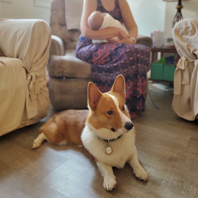 foolofapup's tweet photo. I came home to find this human puppy. I have taken a solemn oath to watch and protec. If you make her cry I will bork at you. Very serious. ~
~
#corgi #loveatfirstsight #bestfriends #aww #goodboy #bestdog #cutest #longdog #lowrider #doglife #cute #dogoft… https://t.co/vOzrF4150O https://t.co/rMYLZ8XOD0