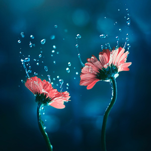 nad_pimentel's tweet photo. Entre a flor
e o perfume
não há divórcio.

Entre ontem
e hoje
não há intervalo.

Entre o sono e o sonho
é mudo
o diálogo.

Entre o êxito
e o fracasso
a distância é um degrau.

Albano Martin
Foto by Ashraful Arefin
#BoaNoite
#BomFinde
Até segunda https://t.co/uXwShJ7H2H