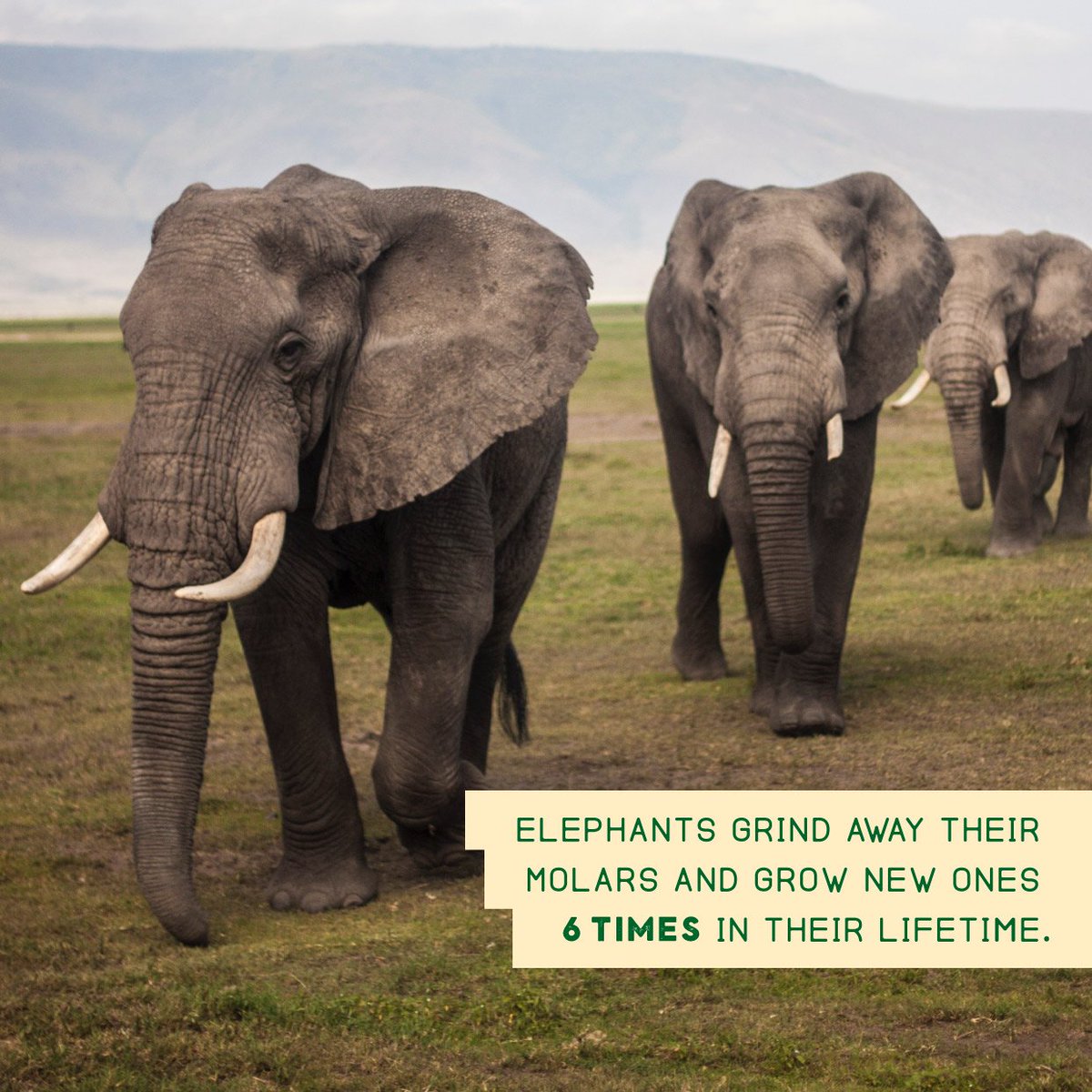GothamDental's tweet photo. DID YOU KNOW elephants grind away their molars and grow news ones SIX times in their lifetimes?
#funfactfriday #manhattandentist #elephantmolars https://t.co/xjDUqvsk3u