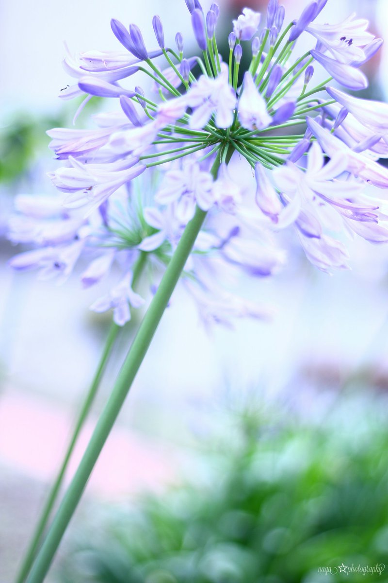 すべての美しい花の画像 50 素晴らしい紫 君子蘭 花 言葉