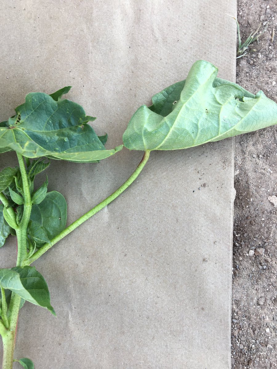 eco_drip's tweet photo. Did you know pulling cotton petioles is like taking a blood sample? From the results we determine exactly what nutrients the crop needs for the stage of growth it’s in & then we’re able to create a custom fertilizer blend that meets those needs! #fertilizerfriday #4r #4rpartner https://t.co/rKjYWPIiMz