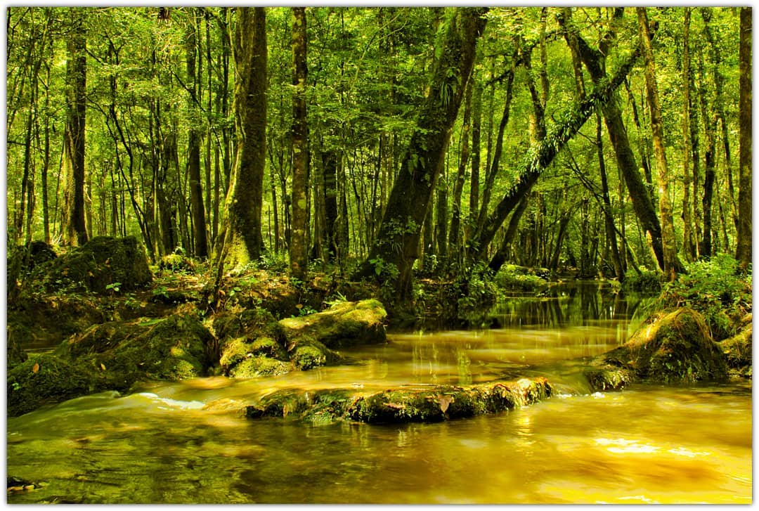VisitTamaulipas's tweet photo. La Biósfera El Cielo cuenta con 4 ecosistemas: selva tropical, semidesierto, bosque templado húmedo de niebla y bosque templado de pino.

📷 IG/kyo.traveller
#Tamaulipas #EnamórateDeTamaulipas #TAMnaturaleza #FelizViernesATodos

@ferolivera09 https://t.co/PgsKRh3nOA