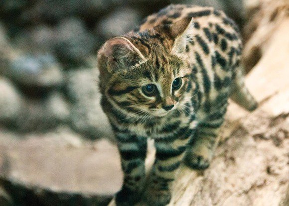 珍しい動物達 クロアシネコ 世界最小のネコ 体長は36 7cmから 43 3cmと小柄で 体重も非常に軽い その可愛らしい外見とは裏腹に 凶暴な一面もあり キリンをも襲う猫と言われています