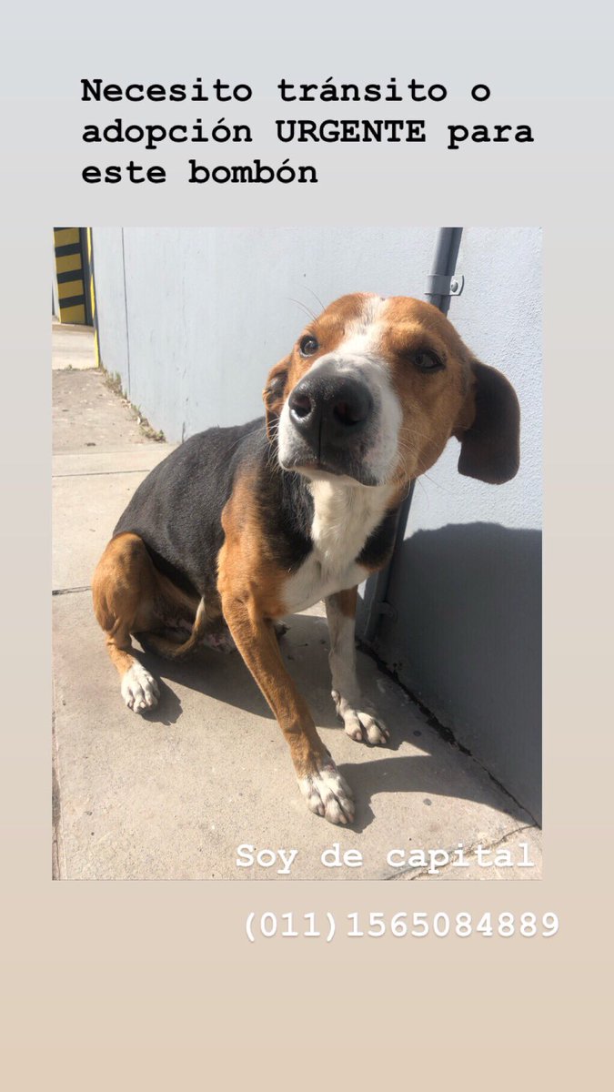 PoggiAgus15's tweet photo. No suelo hacer esto, pero este bombón necesita SI O SI un tránsito o adopción antes del martes, si no queda en la calle otra vez. Te pido que por lo menos COMPARTAS porque lo que te toma un segundo a él le puede cambiar la vida. Por favor🙏🏼🙏🏼 https://t.co/lKIy2NLZXT
