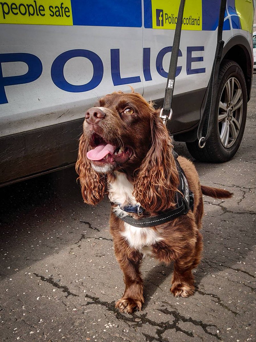 PSOSFalkirk's tweet photo. PD Spud assisted Bo'ness & Grangemouth community teams with drug searches tonight. A dog who's happy in his work with an expert nose for the business but he's not so keen on pausing for a photo when in work mode #noduckfacehere #PDSpud #TheNoseKnows ππΎ https://t.co/kkU5WX4jZf
