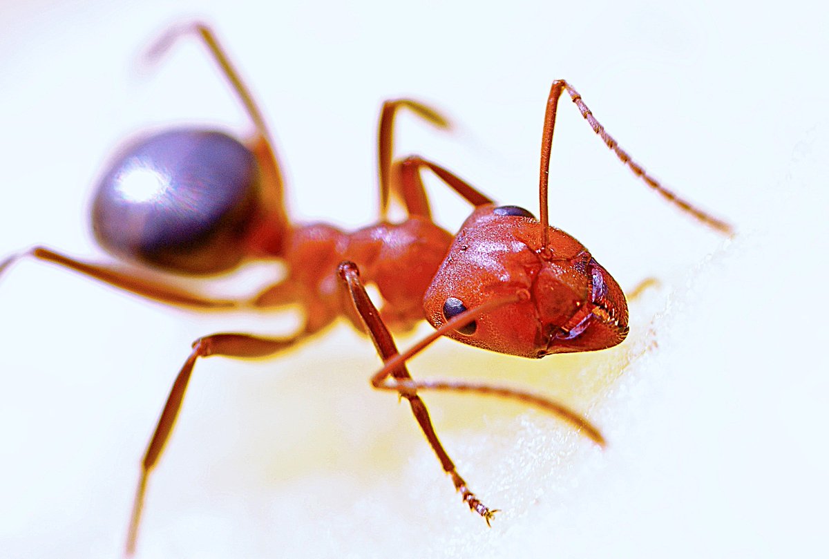 BugWeedMarts's tweet photo. What's buggin' you? https://t.co/D9cxmlxgAq #ArizonaPestControl #ShopLocalAZ #FirstLocalAZ #PhoenixAZ https://t.co/cy83FXM38O
