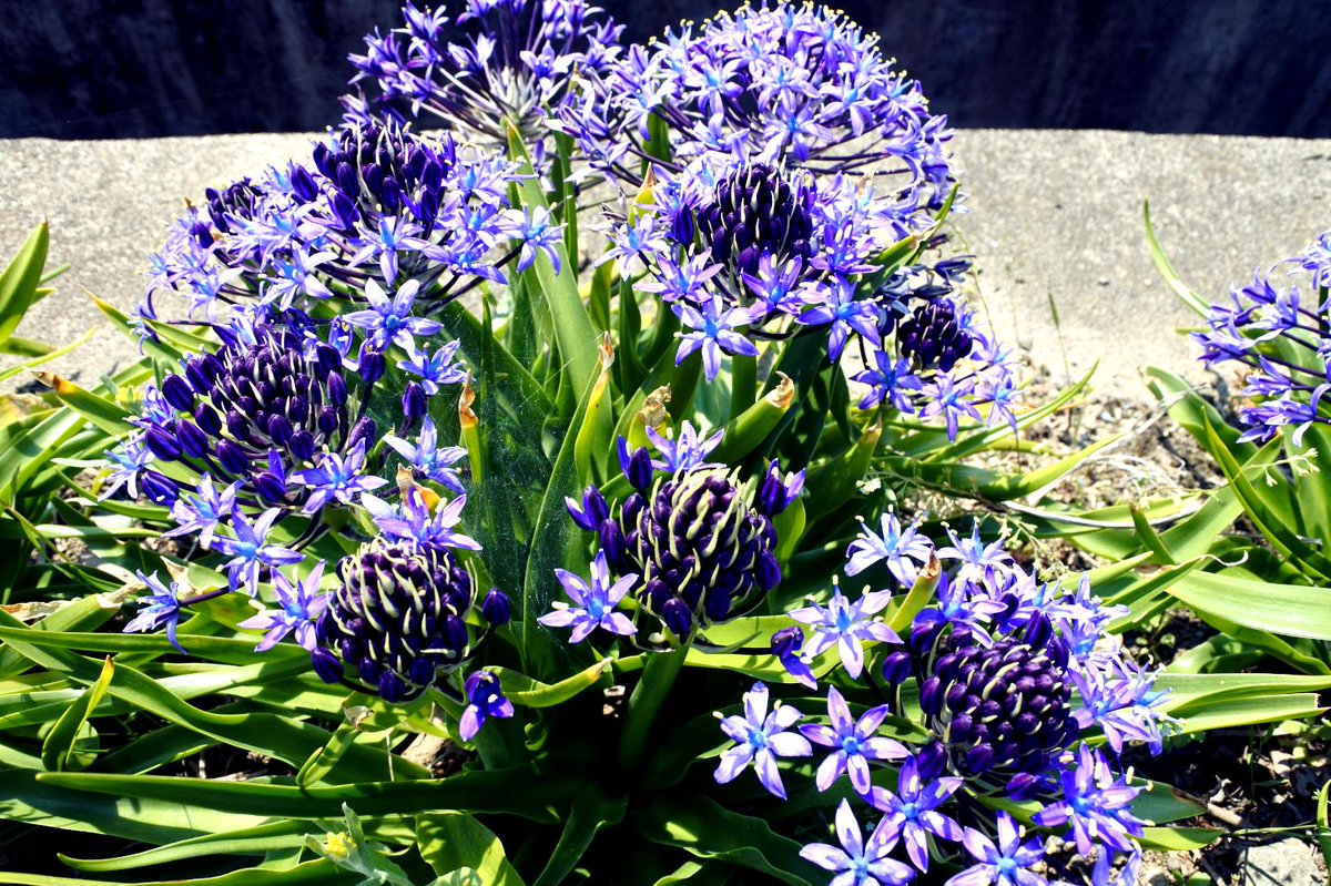 九曜 シラーベルビアナ です 花が複雑かっこい 和名はオオツルボだけどかっこいい 西欧から来た園芸種のようです 撮影は5月中旬 田んぼの用水路わきに咲いてました その辺に住んでる人が植えたのかと 花 花写っと 花写真 花が好き 山野草