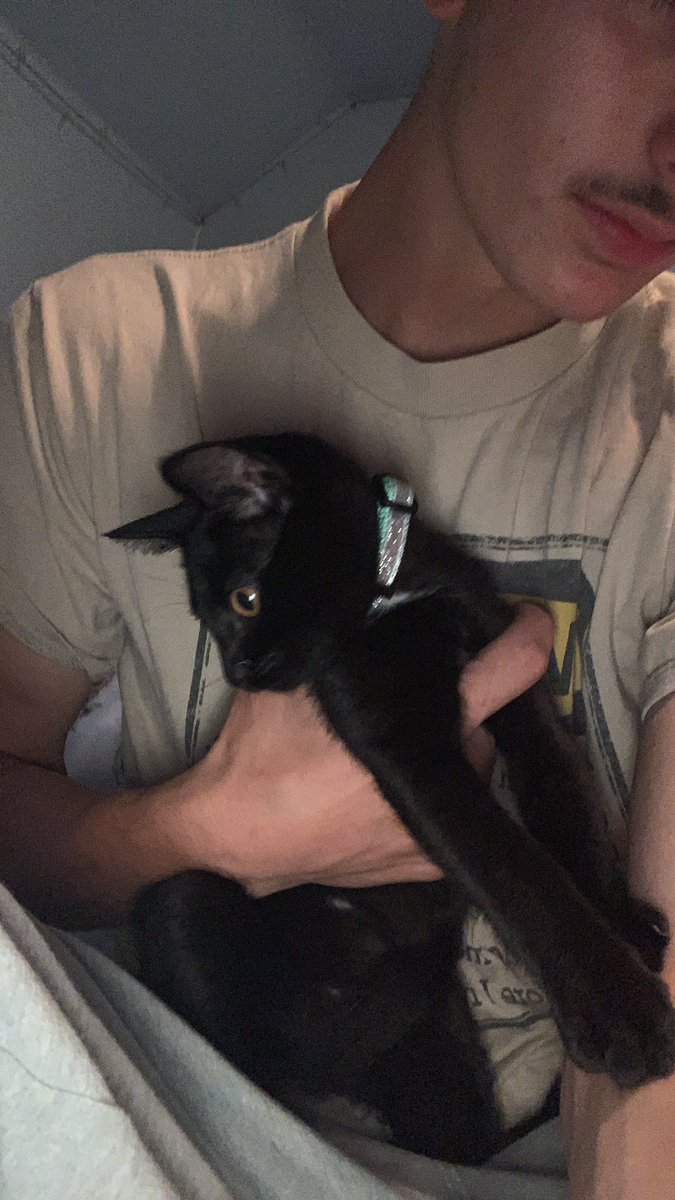 Shoutout tuxedo kitty