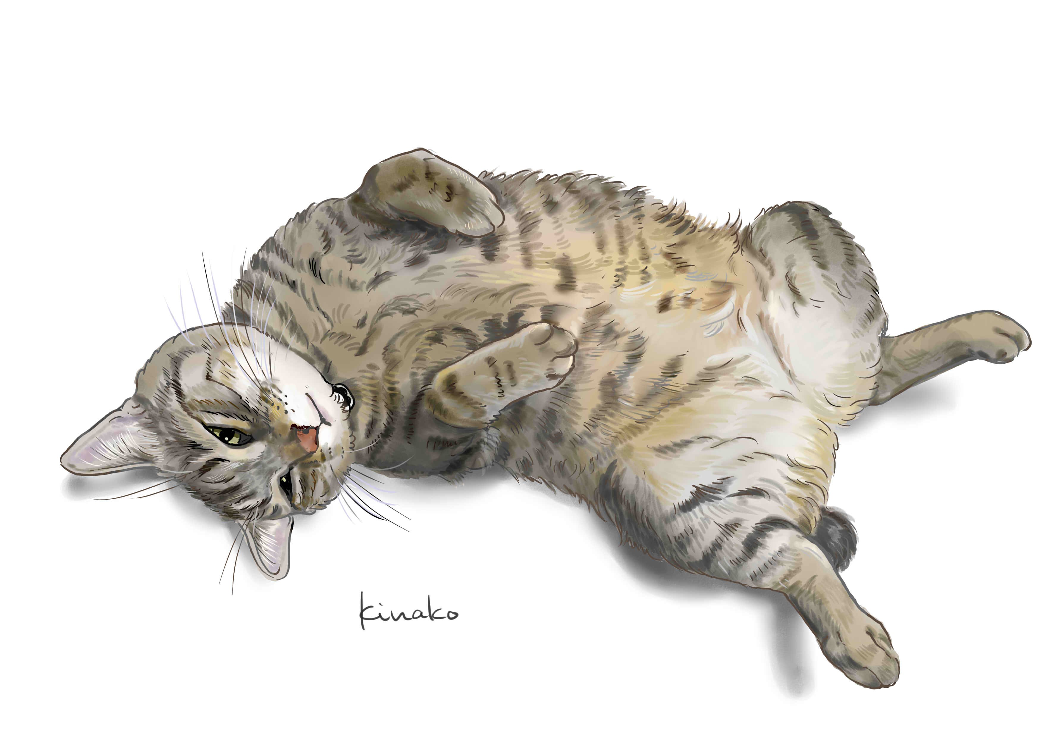 تويتر きなこ 猫の絵を描いています على تويتر 今朝のイラストです マーサさんの蘭ちゃん 近況写真を送っていただいたので その中からかわいいポーズをイラストで描いてみました 猫絵 Cat Drawing 猫イラスト 猫画 T Co Ycauedrkim