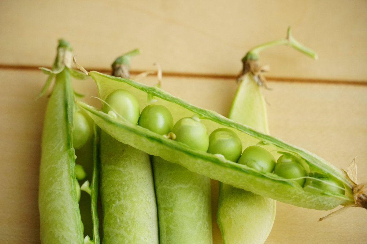 けいじ 豆苗食べた後の少し残った葉っぱと豆を植えてグリーンピースができました 豆苗 豆苗栽培 けいじ 豆苗食べた後の少し残った葉っぱと豆を植えてグリーンピースができました 豆苗 豆苗栽培
