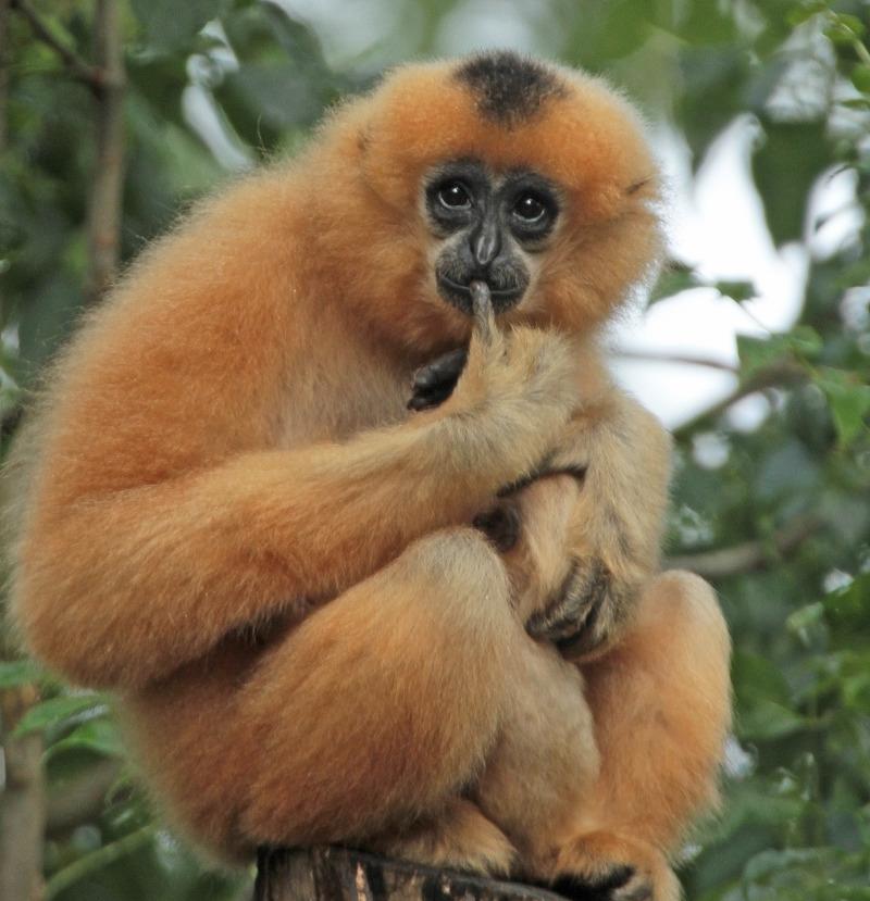 Am I a confused Gibbon? ecs.page.link/ecVV