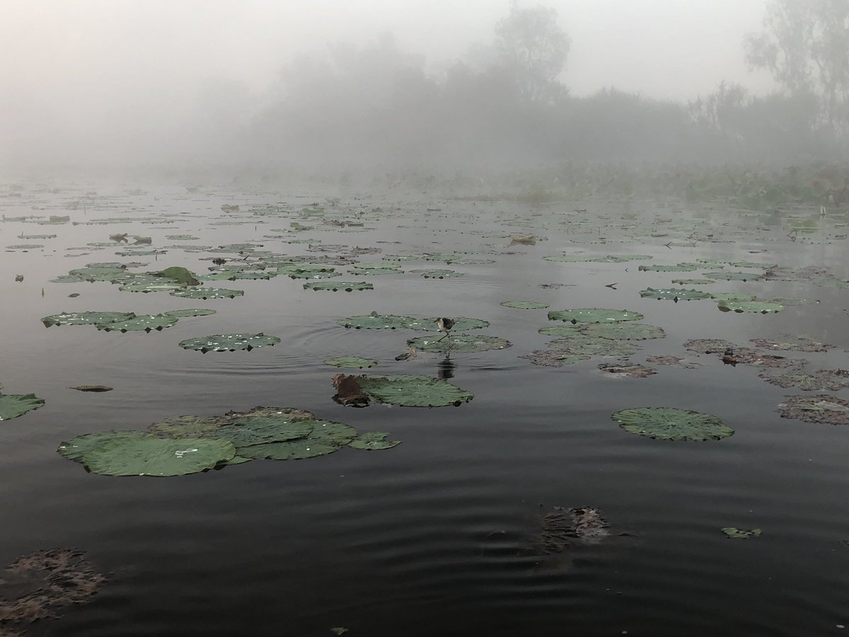 J_Stingemore's tweet photo. A little bit of early fog didn’t dampen to #AOC2019 crew at the Corroboree Billabong Sunrise Birding Cruise. My boat spotted more than 50 different species of birds and saw a few lazy crocodiles 🐊 https://t.co/m8f0QfZMov