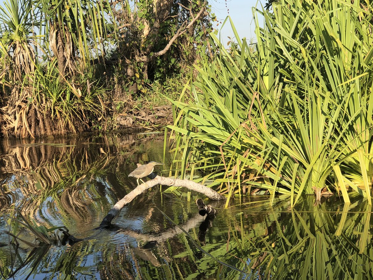 J_Stingemore's tweet photo. A little bit of early fog didn’t dampen to #AOC2019 crew at the Corroboree Billabong Sunrise Birding Cruise. My boat spotted more than 50 different species of birds and saw a few lazy crocodiles 🐊 https://t.co/m8f0QfZMov