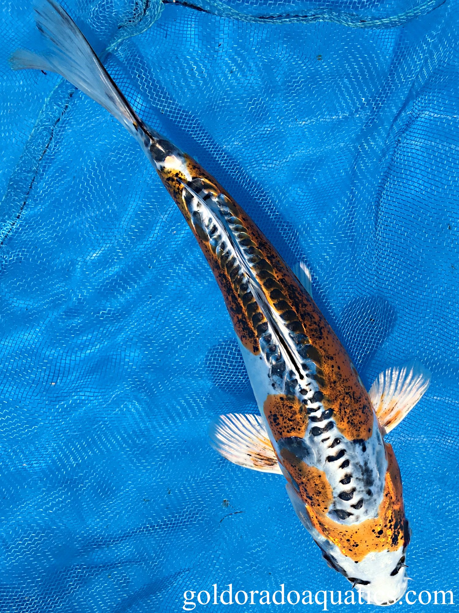 Gold koi fish for cheap sale