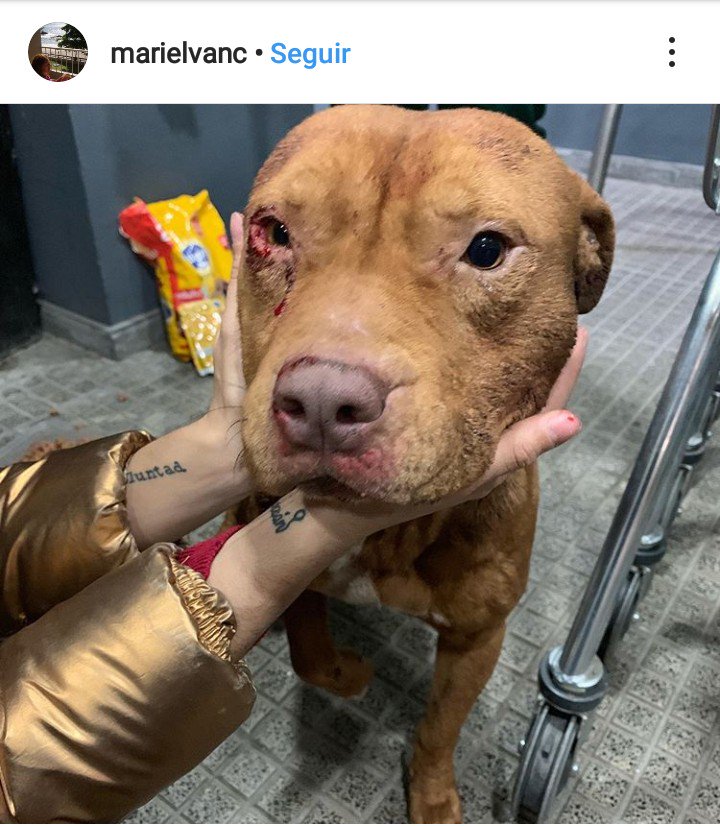 Maria • (@marialucaf) on Twitter photo Encontrado hace una hora en puerto Madero! #URGENTE por favor! @LasRenatasOk <a href="/ZaguatesRefugio/">Zaguates Refugio</a> <a href="/Proyecto4Patas/">Proyecto 4 Patas</a> <a href="/malalafontan/">malala fontan</a> <a href="/unacuchaxfavor/">🐾 🐶 ᴜɴᴀ ᴄᴜᴄʜᴀ x ғᴀᴠᴏʀ 💛 🇦🇷</a> @Soplode_vida <a href="/anitateatro/">Anita Martinez</a> <a href="/soyleomontero/">Leo Montero</a> <a href="/refugioenalerta/">refugioenalerta</a> <a href="/redmascotera/">Red Mascotera</a> @aide_tubio <a href="/elcampito/">El Campito Refugio</a> <a href="/RedSolidariAnim/">RED SOLIDARIA ANIMAL</a> #pitbull Encontrado hace una hora en puerto Madero! #URGENTE por favor! @LasRenatasOk <a href="/ZaguatesRefugio/">Zaguates Refugio</a> <a href="/Proyecto4Patas/">Proyecto 4 Patas</a> <a href="/malalafontan/">malala fontan</a> <a href="/unacuchaxfavor/">🐾 🐶 ᴜɴᴀ ᴄᴜᴄʜᴀ x ғᴀᴠᴏʀ 💛 🇦🇷</a> @Soplode_vida <a href="/anitateatro/">Anita Martinez</a> <a href="/soyleomontero/">Leo Montero</a> <a href="/refugioenalerta/">refugioenalerta</a> <a href="/redmascotera/">Red Mascotera</a> @aide_tubio <a href="/elcampito/">El Campito Refugio</a> <a href="/RedSolidariAnim/">RED SOLIDARIA ANIMAL</a> #pitbull