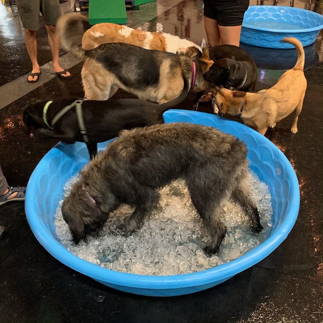 TheBarkingDeck's tweet photo. Indoor Pool Pawty, Golden Retriever Takeover, Spaw Night and one LAST opportunity to put your pup on our wall! #thebarkingdeck #dogsdrinksgoodtimes #dogsofgreensboro #greensboronc #triaddogs #gatecitydogs- https://t.co/WOZdZzuUi2 https://t.co/TB6ko4TUTh